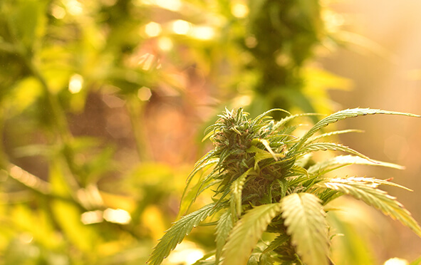 Cannabis: Foto einer blühenden Hanfpflanze