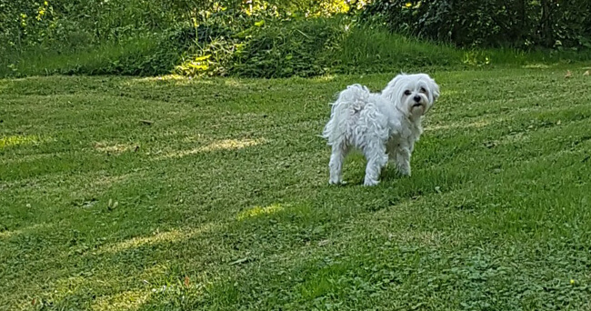 Weißer kleiner Hund steht auf einer gemähten Wiese in einem Park. Im Hintergrund dichter Baumbewuchs, der Bereich wirkt ruhig und gepflegt.